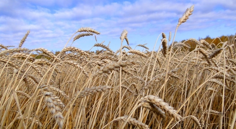 Пшеница в Костанайской области.
